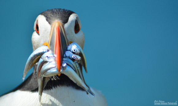 A beak full of fish