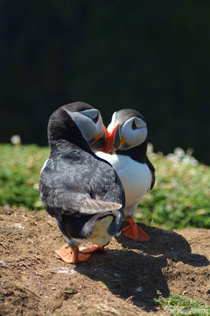 Beak tapping