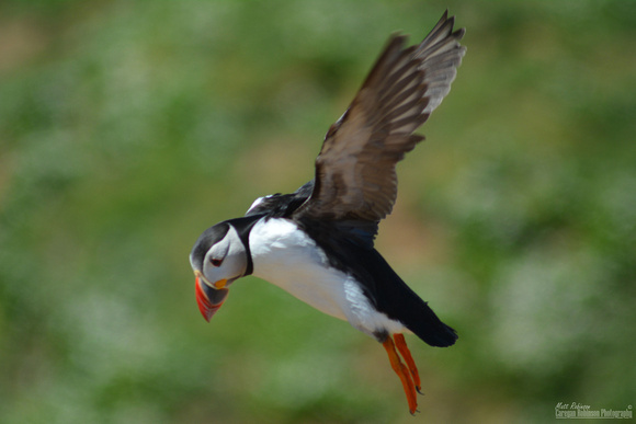 Puffin in flight