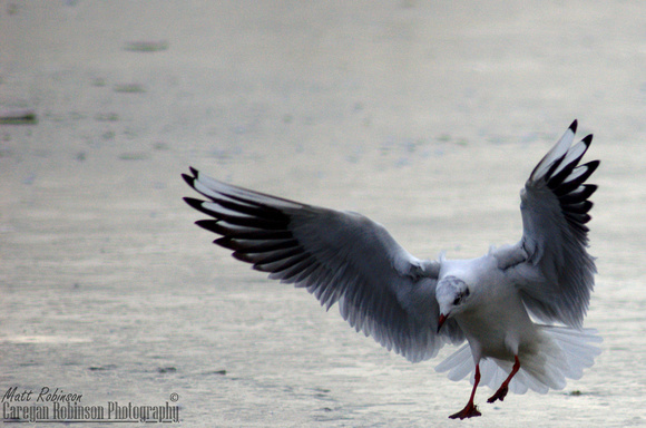 Black-headed gull landing on ice