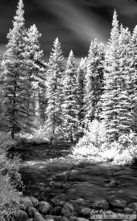 Pine trees and river