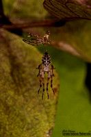 Garden spider, Araneus diadematus