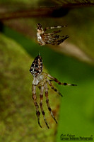 Garden spider, Araneus diadematus