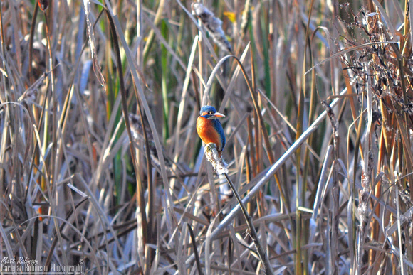 Kingfisher (Alcedo atthis)